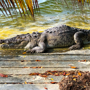 Krokodile in Cancún